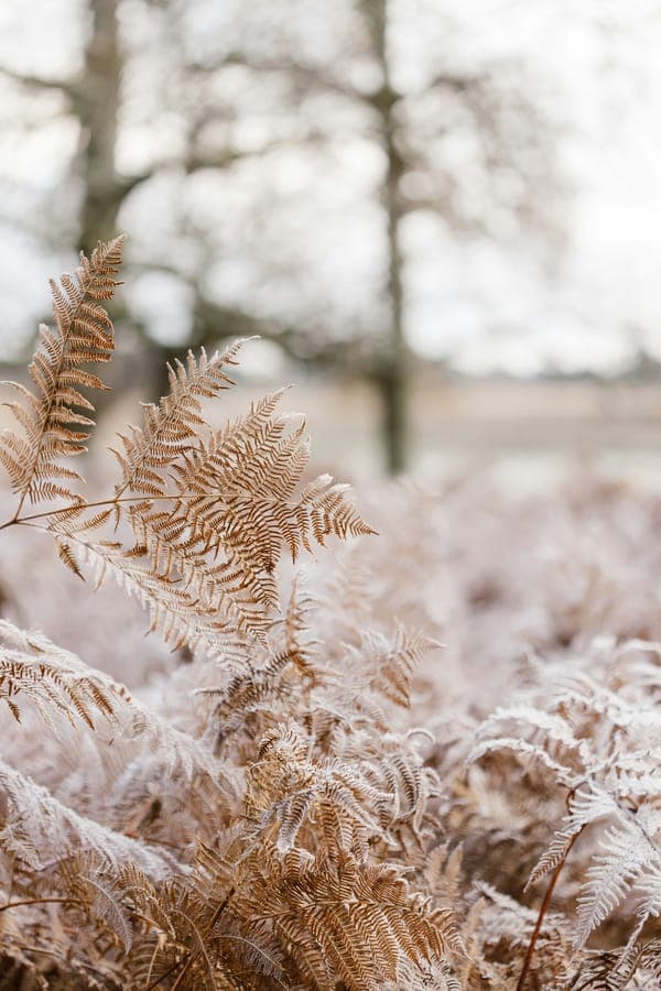 Frosted ferns in a winter field