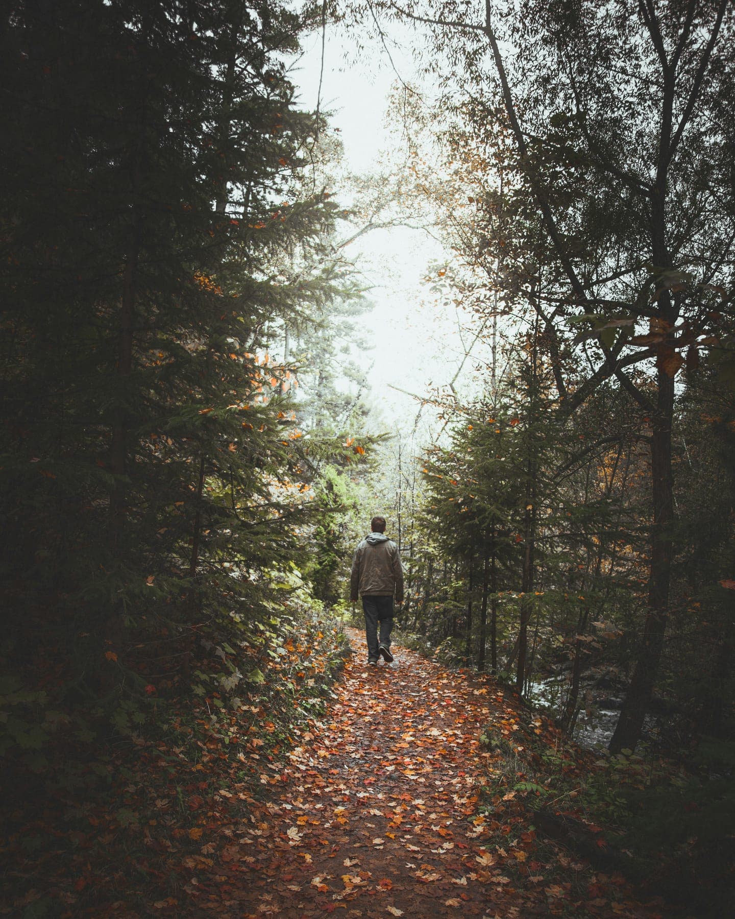 A walker on a leafy path between tall trees