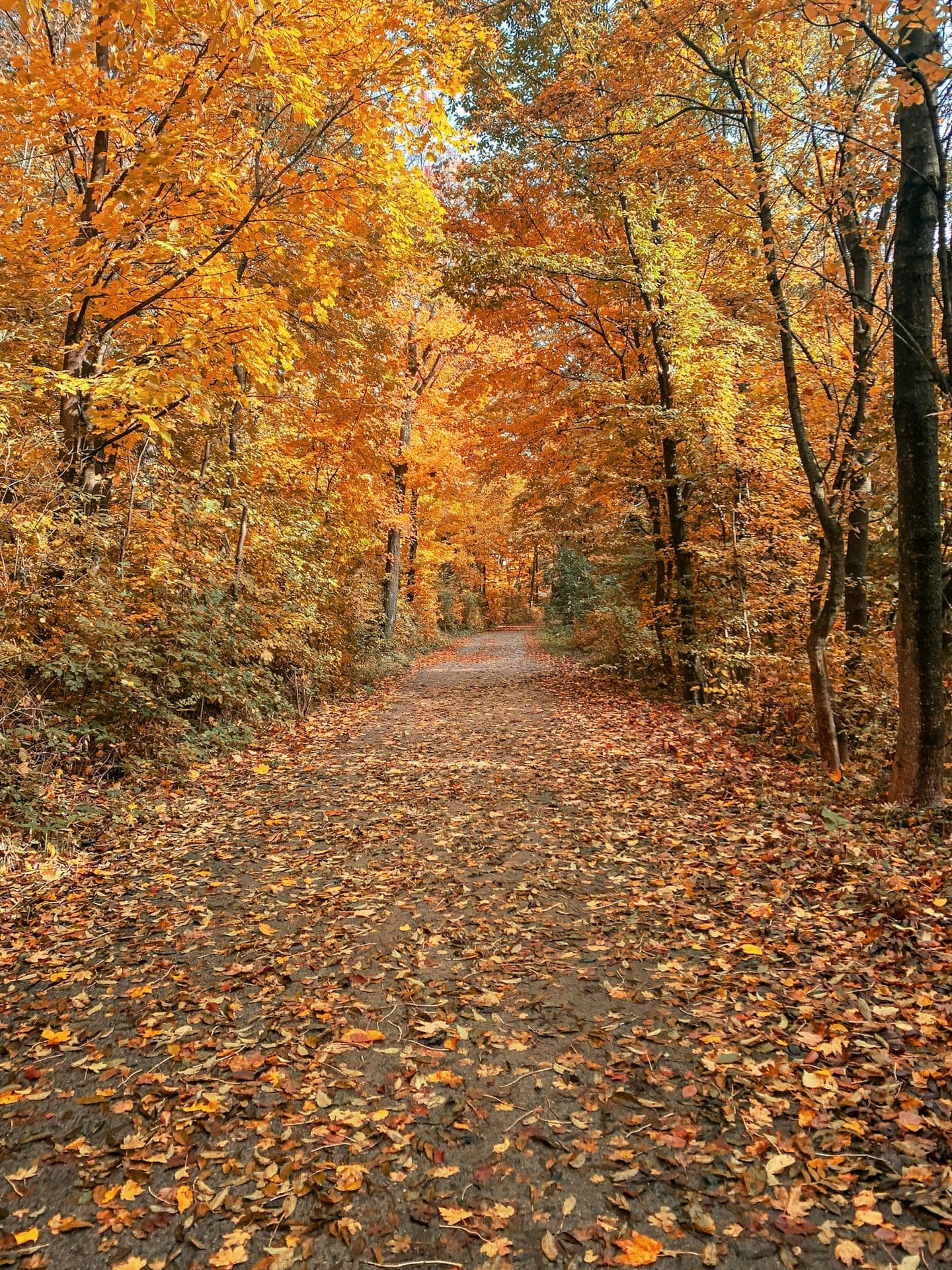 A path covered in orange leaves through a golden forest