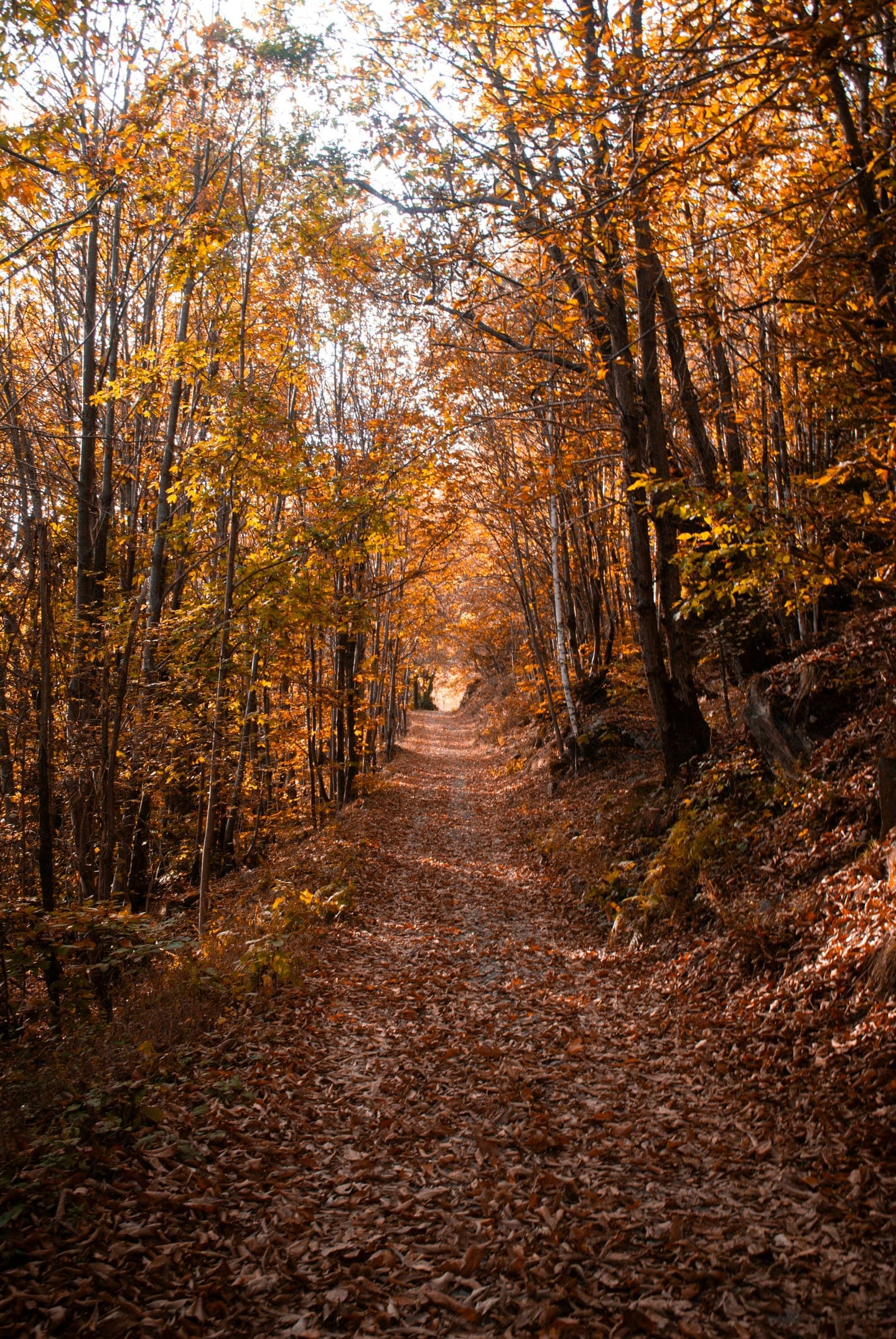 A narrow trail through autumn woods