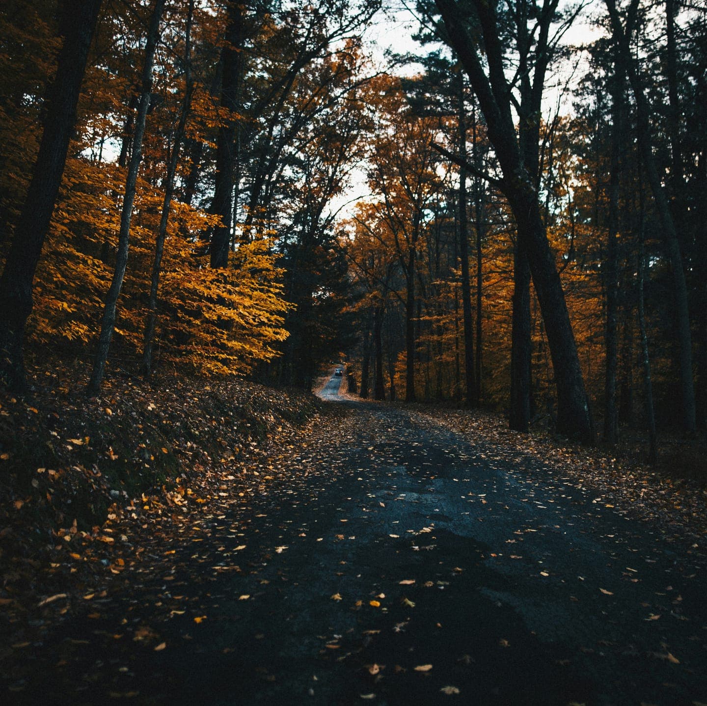 A forest road lined with autumn trees at dusk