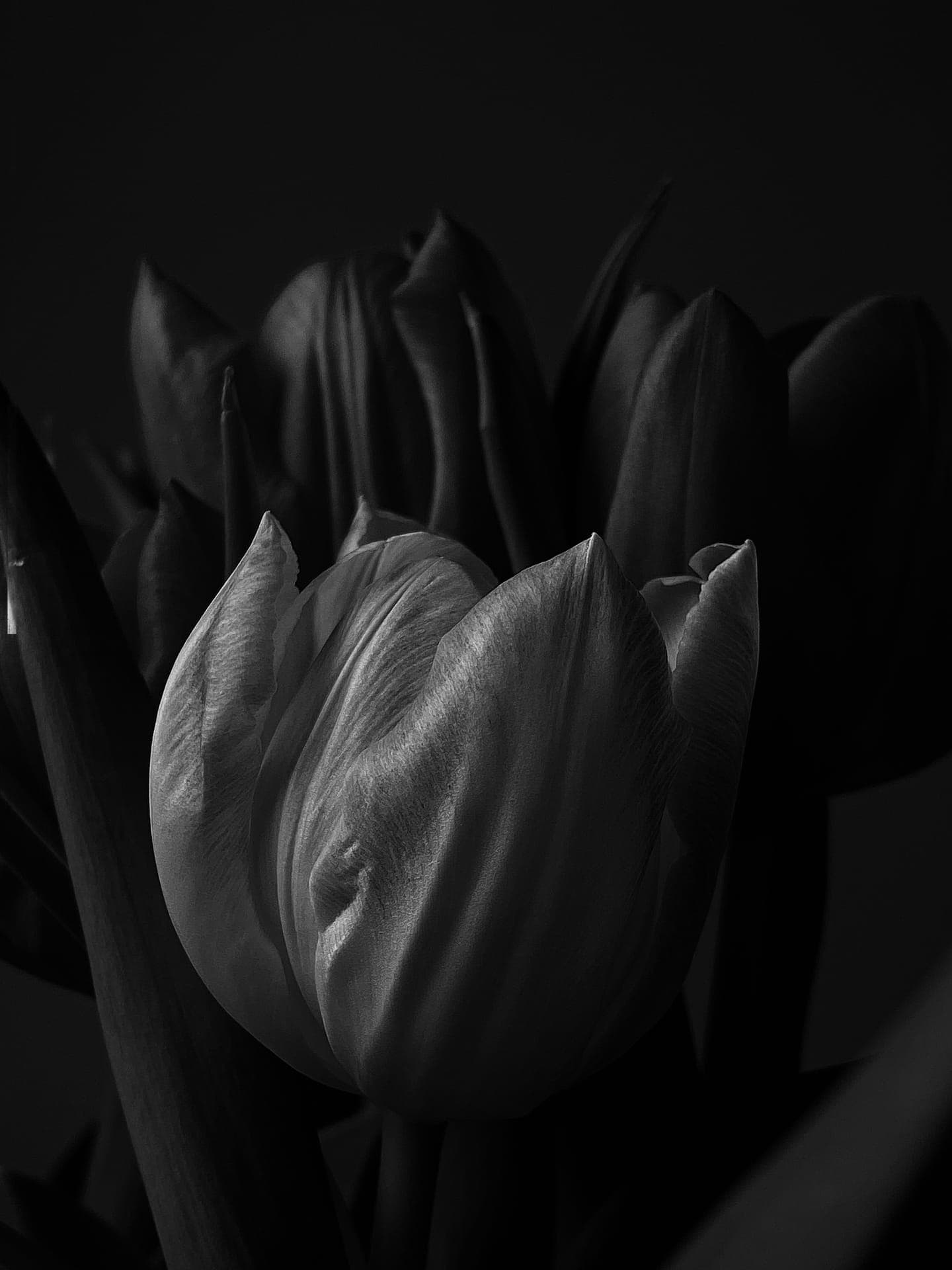 A tulip in black and white