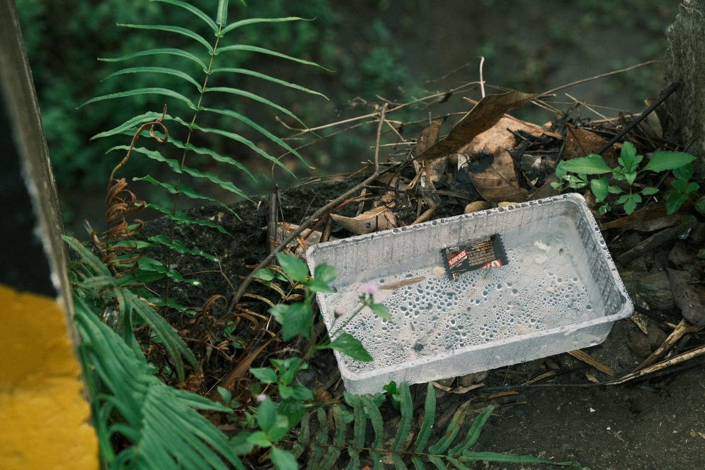 A tray among ferns and leaves seen from above