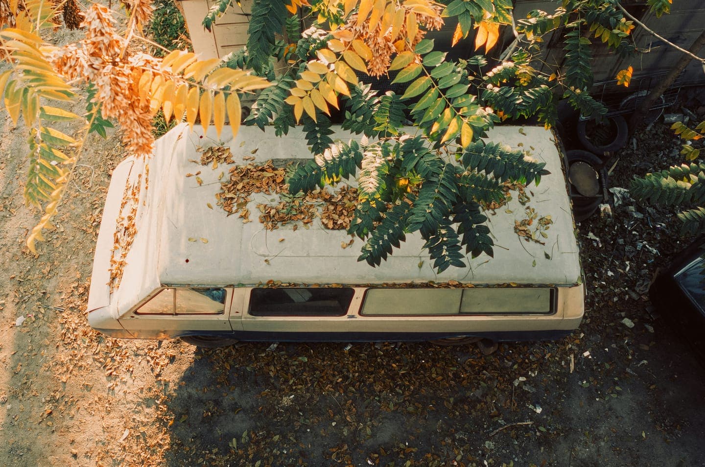 A wooden box under autumn leaves seen from above