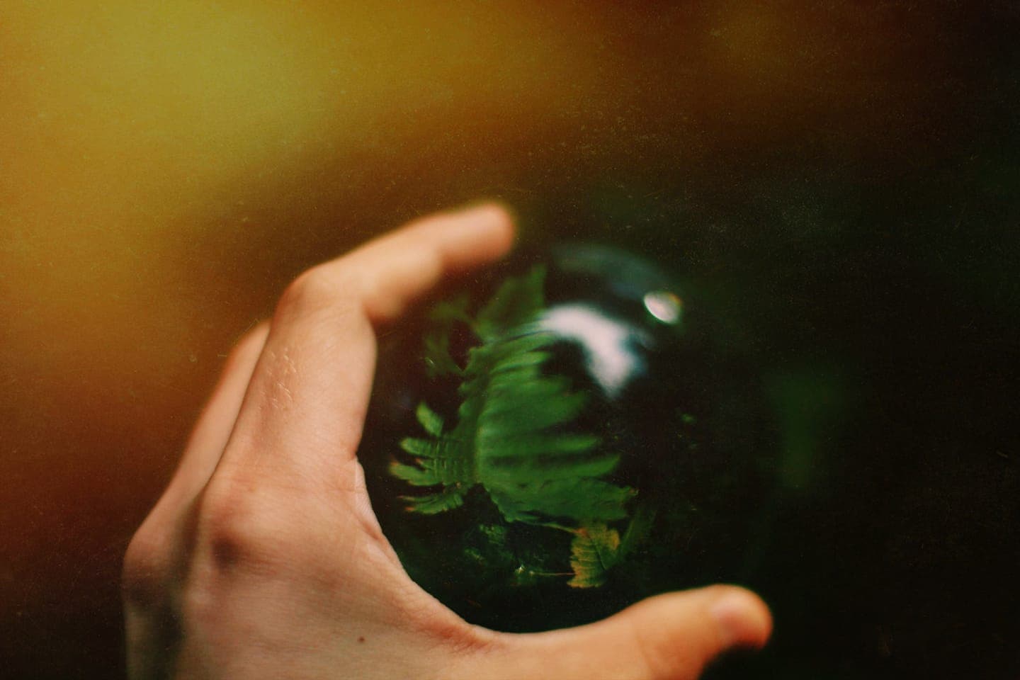 A hand holding a glass sphere with a fern inside